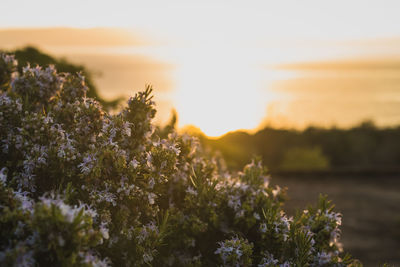 Close-up of flowering plants on field against sky during sunset