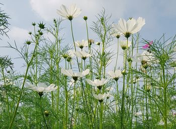 Close-up of white flowers blooming outdoors