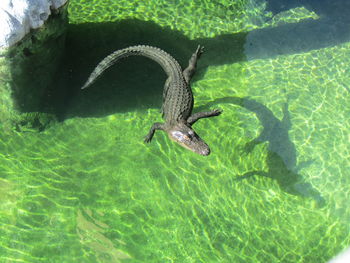 Bird swimming in sea