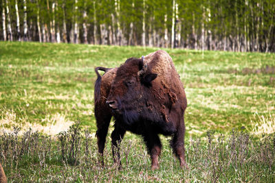 A young bison in elk island national park alberta canada.