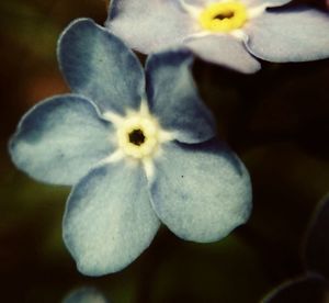 Close-up of white flower