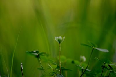 Close-up of green plant on field