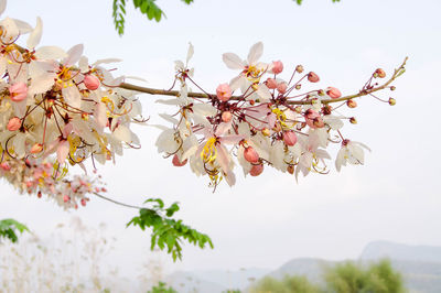 Close-up of pink cherry blossoms against sky