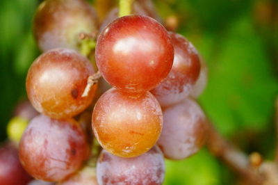 Close-up of cherries on plant