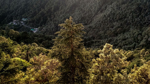 High angle view of pine tree in forest