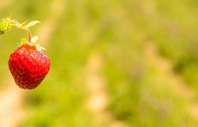 Close-up of strawberry growing on plant