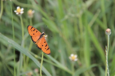 Close-up of butterfly pollinating on flower