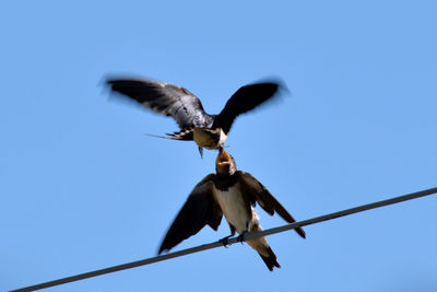 Low angle view of bird flying in sky