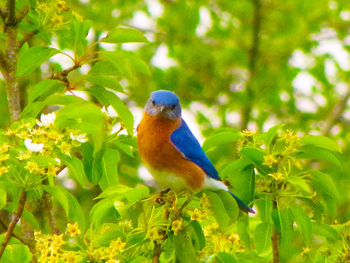 Birds on tree trunk