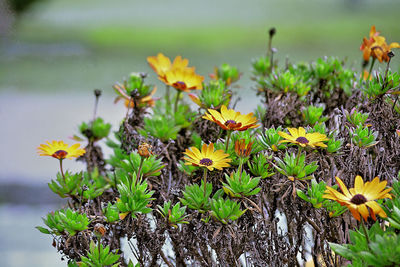 Close-up of yellow flowering plant