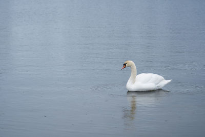 White swan on the baltic sea coast in finland