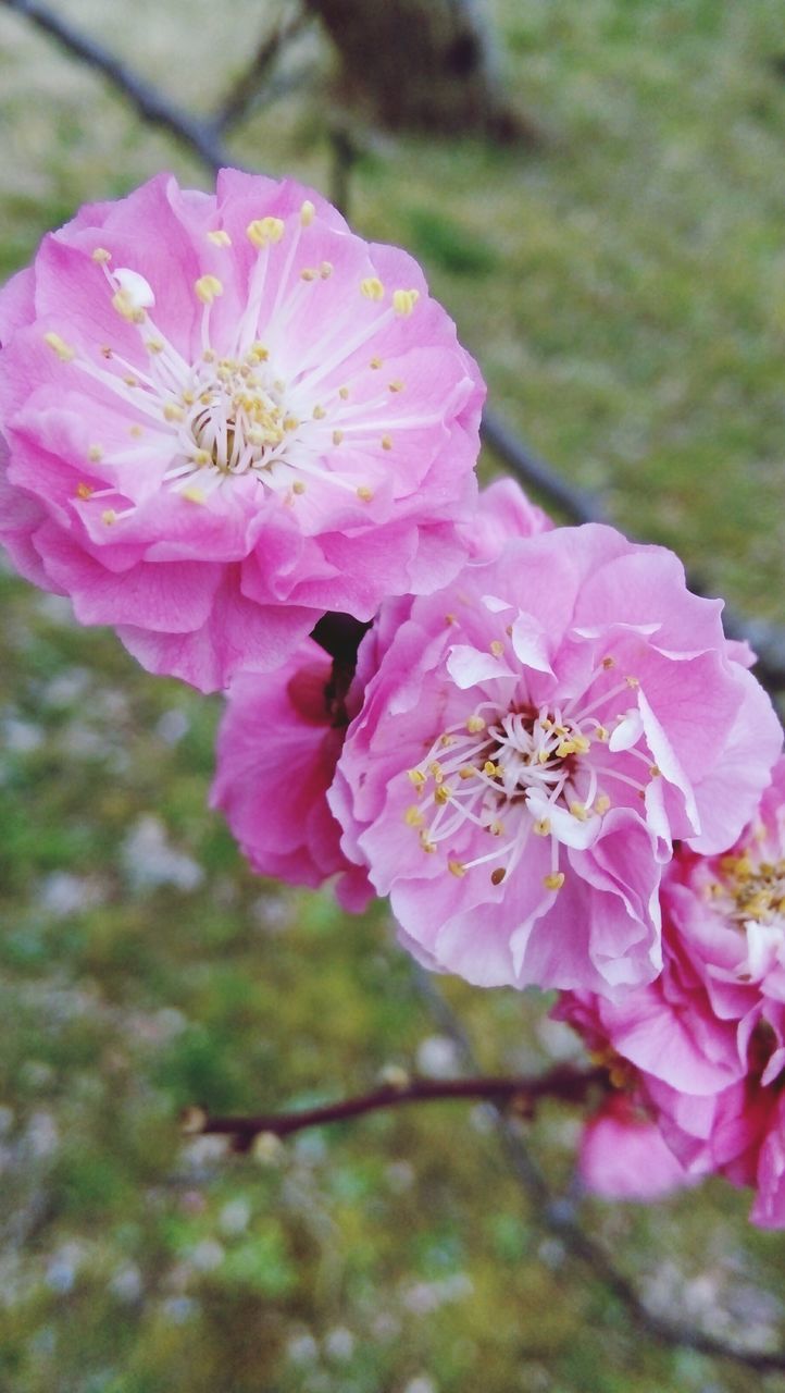 flowering plant, flower, fragility, vulnerability, freshness, plant, beauty in nature, petal, pink color, growth, close-up, inflorescence, flower head, nature, focus on foreground, no people, pollen, day, outdoors, blossom, springtime, cherry blossom