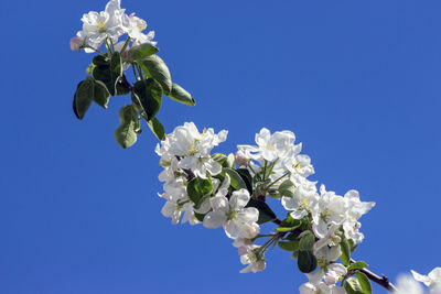 Low angle view of cherry blossoms against clear blue sky