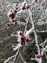 Close-up of snow covered tree in forest during winter