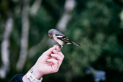 Bird sitting on a hand