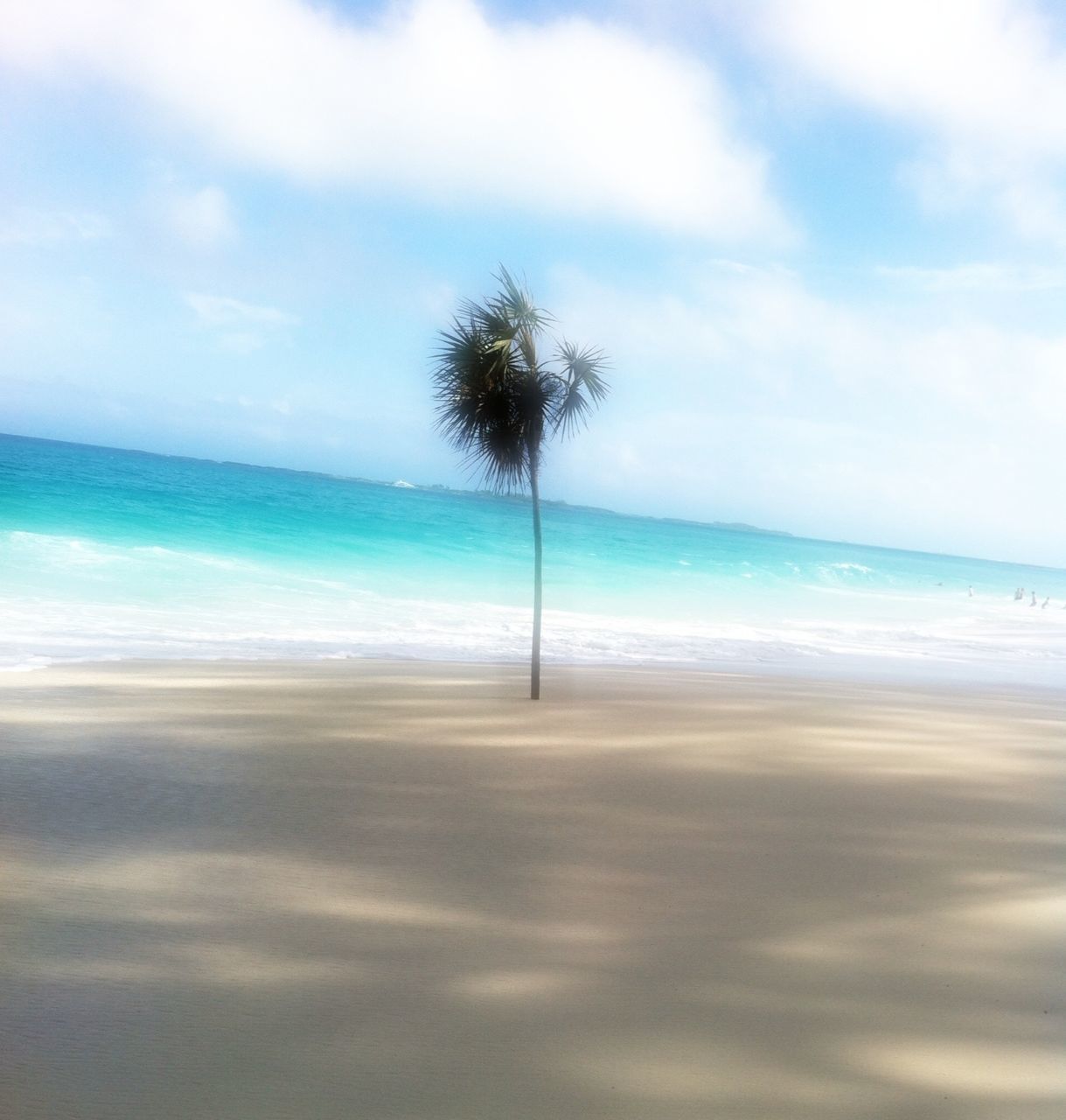 sea, horizon over water, sky, beach, water, tranquility, tranquil scene, scenics, beauty in nature, cloud - sky, tree, shore, nature, cloud, sand, palm tree, idyllic, blue, cloudy, day