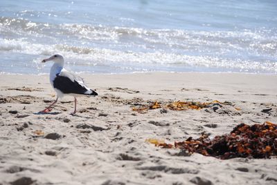 High angle view of seagull on beach