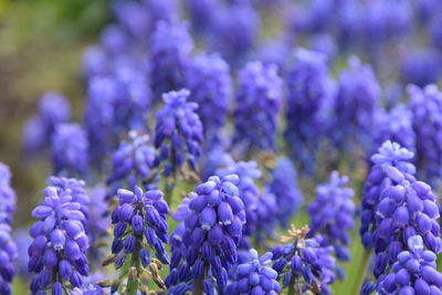 Close-up of purple flowering plants