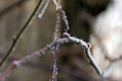 Close-up of frozen plant