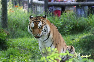 Close-up of tiger against plants