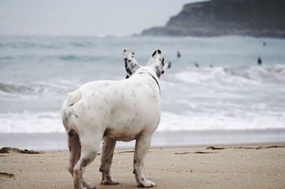 Horse on beach by sea against sky