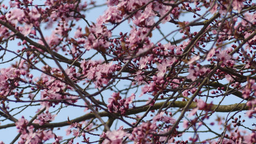 Low angle view of cherry blossom