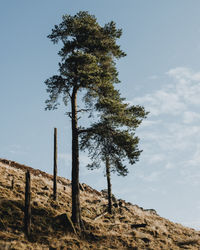 Low angle view of trees on field against sky