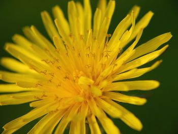 Macro shot of yellow flower