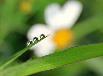 Close-up of water drops on leaf