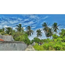 Palm trees against blue sky