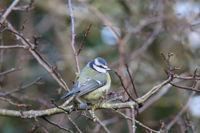 Close-up of bird perching on branch