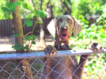 Close-up portrait of dog on grass