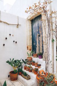 Potted plants outside building