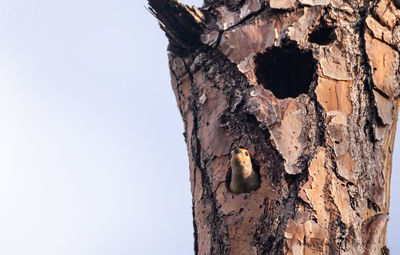 Low angle view of a bird on tree trunk