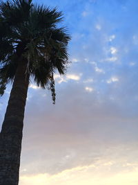 Low angle view of coconut palm tree against sky