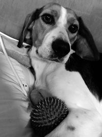 Close-up portrait of dog relaxing at home