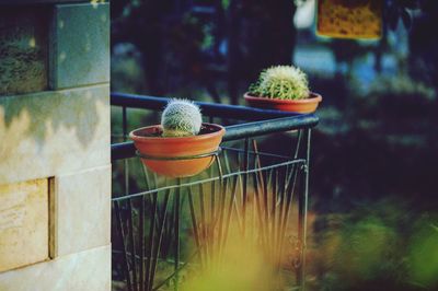 Potted cactus plants on balcony railing