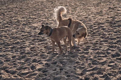 Two dogs meeting on a beach