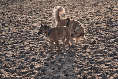 Dogs on beach