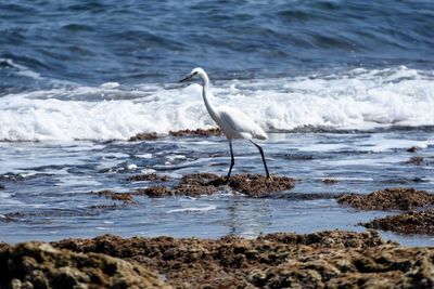 Side view of gray heron standing at beach