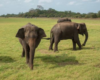 Elephants in minneriya national park, sri lanka