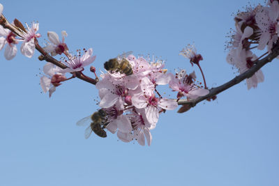 Low angle view of cherry blossoms against sky