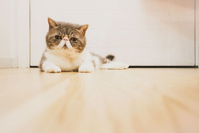 Portrait of cat sitting on table at home