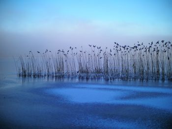 Birds flying over lake against sky