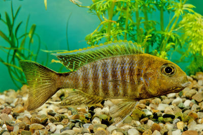 Close-up of fish swimming in sea