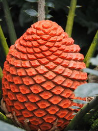 Close-up of red leaf