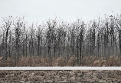 Bare trees on landscape against sky