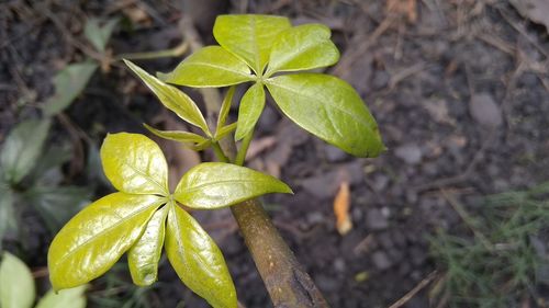 Close-up of yellow leaves on land