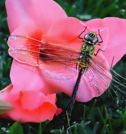 Close-up of insect on pink flower