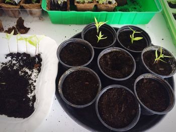 High angle view of potted plants in greenhouse